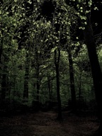 woods1.jpg